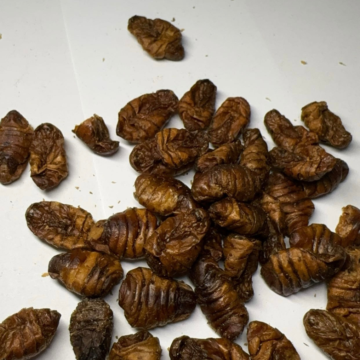 Bourec morušový (larvy) 500g