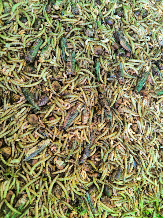 Sušený hmyz směs 1kg