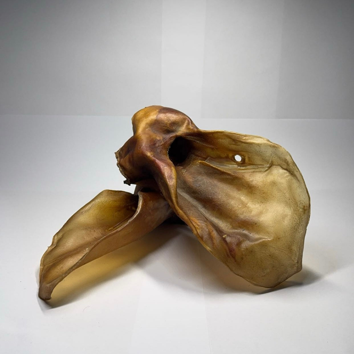 Hovězí ucho se záuškem XXL 1 ks