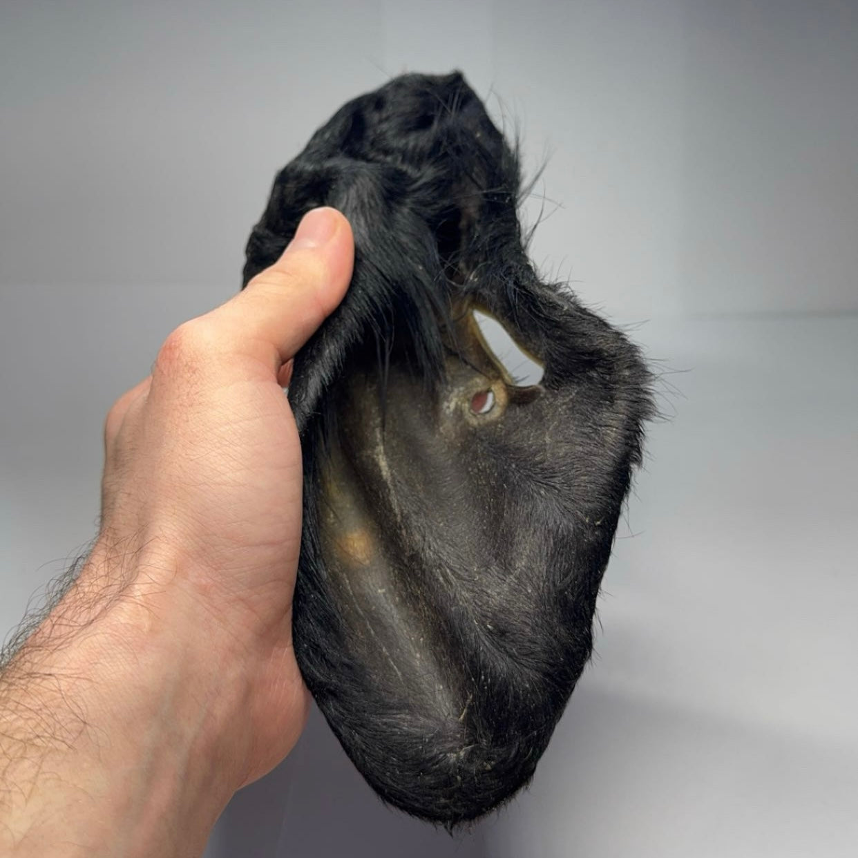 XXL Hovězí ucho se srstí 1 ks