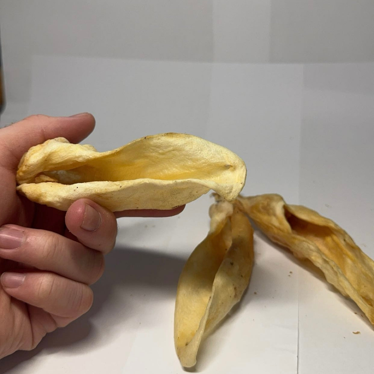 Jehněčí ucho 1 ks