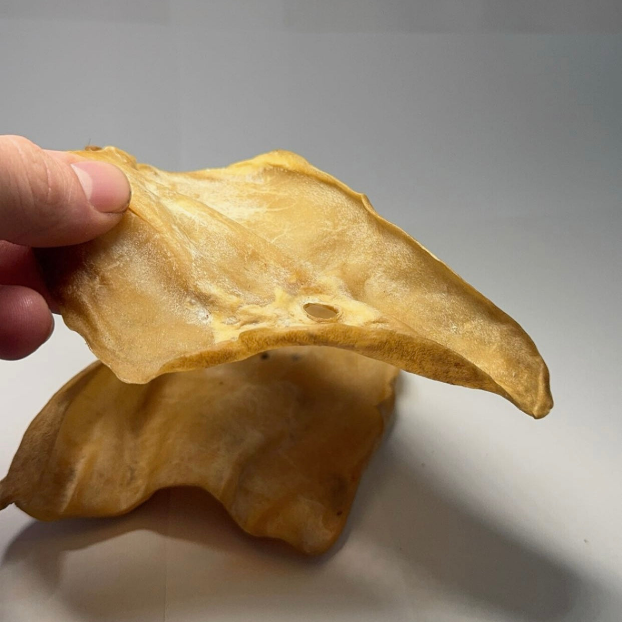 Hovězí ucho tenké 1 ks