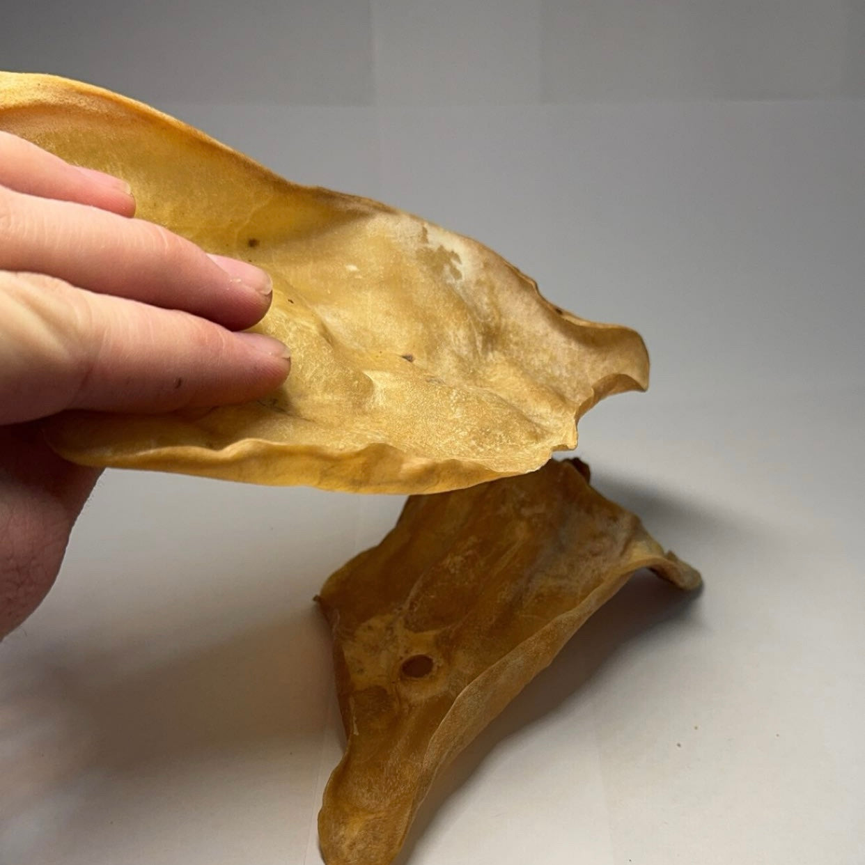 Hovězí ucho tenké 1 ks